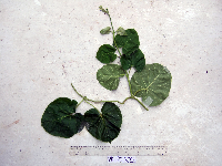 Thumbnail image of current specimen