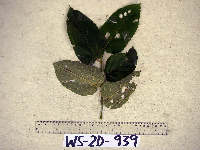 Image Associated With the Occurence