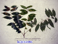 Dracontomelon dao image