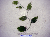 Smilax australis image