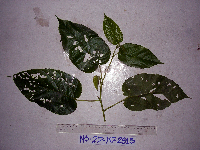 Image Associated With the Occurence