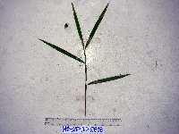 Paspalum conjugatum image