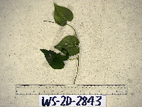 Thumbnail image of current specimen