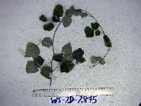 Pueraria montana var. lobata image