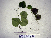 Thumbnail image of current specimen