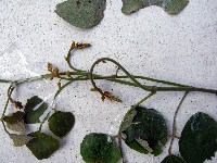 Pueraria montana var. lobata image