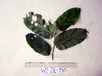Image Associated With the Occurence