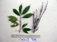 Ficus arfakensis image
