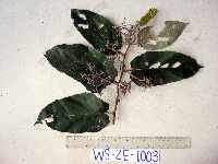Image Associated With the Occurence