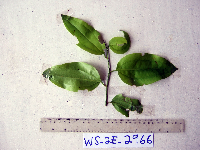 Smilax australis image