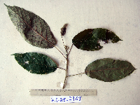 Macaranga novoguineensis image