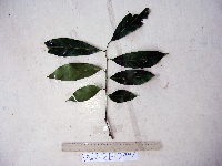 Harpullia longipetala image