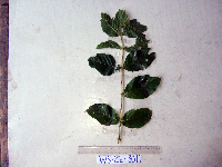 Uncaria lanosa image