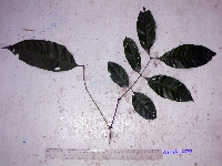 Guioa comesperma image