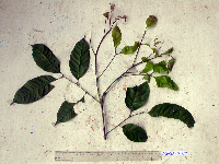 Guioa comesperma image