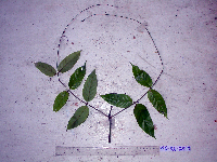 Uncaria lanosa image