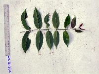 Uncaria lanosa image