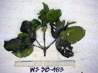 Melicope elleryana image