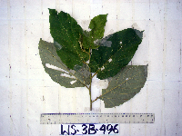 Image Associated With the Occurence