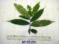 Goniothalamus aruensis image