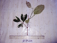 Guioa comesperma image