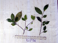 Ficus ampelas image