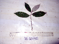 Leucosyke australis image