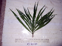 Dracaena angustifolia image