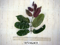 Uncaria lanosa image