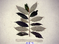 Leucosyke australis image