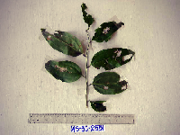 Smilax australis image