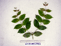 Uncaria lanosa image