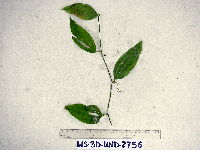 Smilax australis image