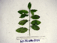 Uncaria lanosa image