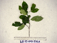 Tabernaemontana pandacaqui image