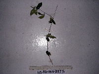 Ichnocarpus frutescens image