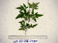 Petraeovitex multiflora image