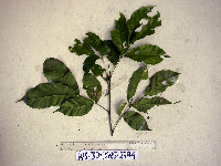 Guioa comesperma image