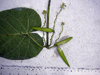 Tylophora velutina image