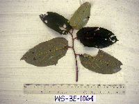 Image Associated With the Occurence