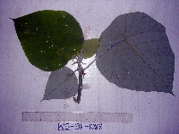 Thumbnail image of current specimen