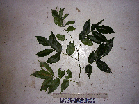 Millettia pinnata image