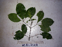 Melicope elleryana image