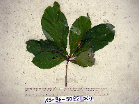 Terminalia complanata image