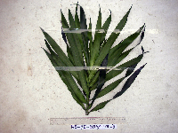 Dracaena angustifolia image
