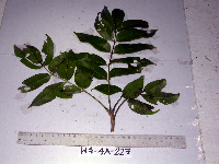 Spondias dulcis image