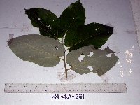 Image Associated With the Occurence