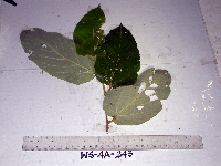 Image Associated With the Occurence