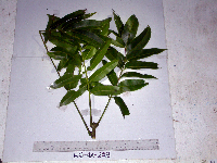 Spondias dulcis image