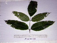 Thumbnail image of current specimen